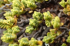 Pimelea microphylla