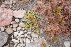 Pimelea microphylla