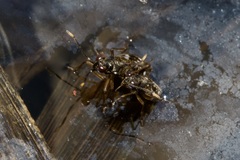 Chartoscirta elegantula