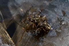 Chartoscirta elegantula