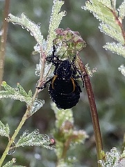 Arima marginata