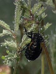 Arima marginata