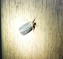 Proteuxoa cinereicollis