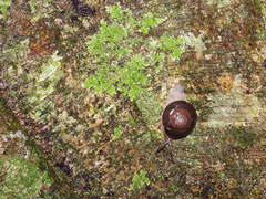 Thersites darlingtoni