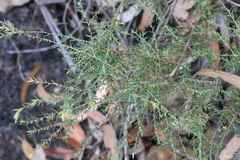 Styphelia biflora