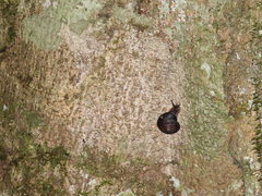 Thersites darlingtoni