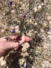 Scutellaria mexicana