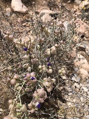 Scutellaria mexicana