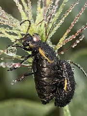 Arima marginata