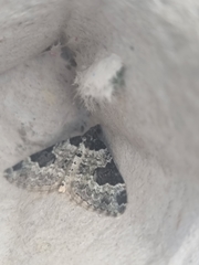 Xanthorhoe fluctuata