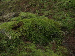 Chandonanthus squarrosus