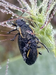 Arima marginata