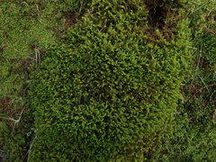 Chandonanthus squarrosus