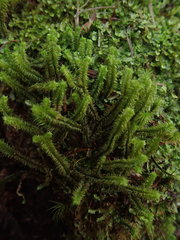 Chandonanthus squarrosus