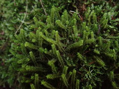 Chandonanthus squarrosus