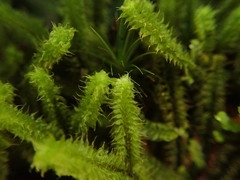 Chandonanthus squarrosus