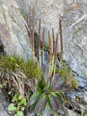 Plantago subnuda