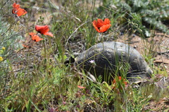 Testudo graeca ibera