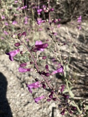 Penstemon patens
