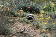 Testudo graeca ibera