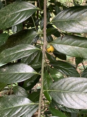 Diospyros maritima