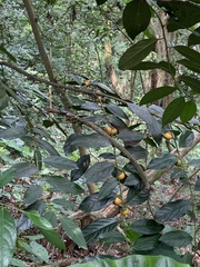 Diospyros maritima