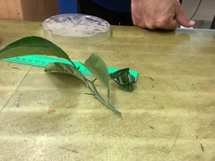 Papilio memnon heronus