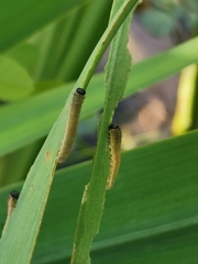 Rhadinoceraea micans