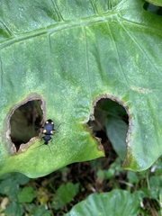 Craspedophorus