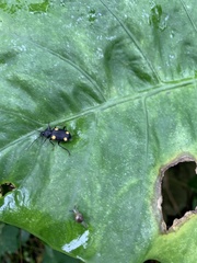Craspedophorus