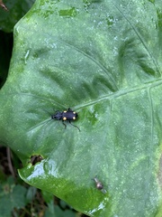 Craspedophorus
