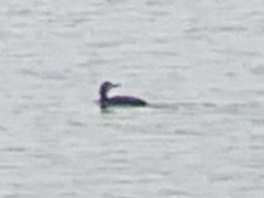 Gavia stellata
