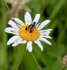 Tritoxa flexa