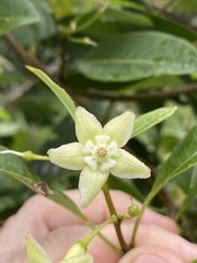 Gymnanthera oblonga
