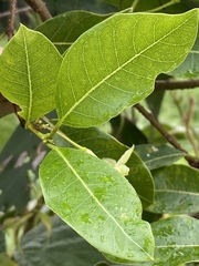 Gymnanthera oblonga