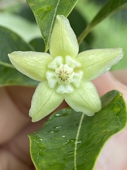 Gymnanthera oblonga