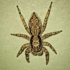 Menemerus bivittatus