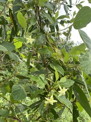 Gymnanthera oblonga