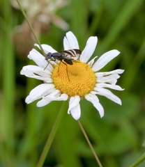Tritoxa flexa