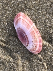 Gari convexa