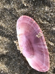 Gari convexa