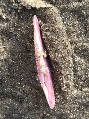 Gari convexa