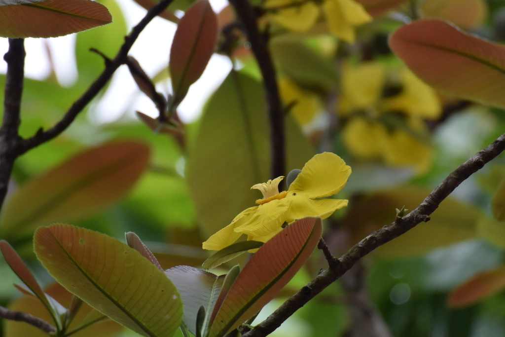 Sổ xoan – Dillenia obovata