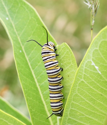 Monarch photographed in Pennsylvania