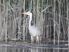 Ardea cinerea