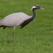 Demoiselle Crane - Photo (c) Paul Cools, some rights reserved (CC BY-NC), uploaded by Paul Cools