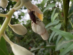 Metaprodioctes formosanus