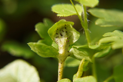 Puccinia adoxae