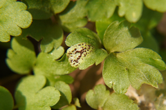 Puccinia adoxae