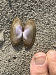 Hiatula nitida